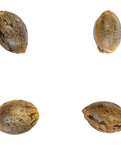 Black Zushi Seeds