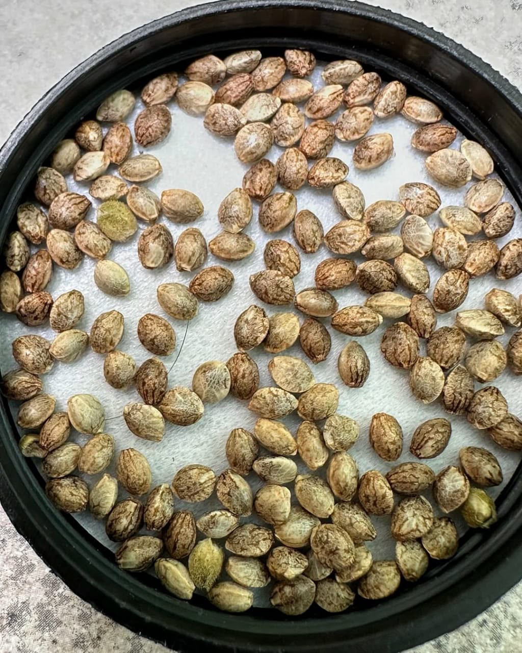 Black Zushi X Tbone Seeds