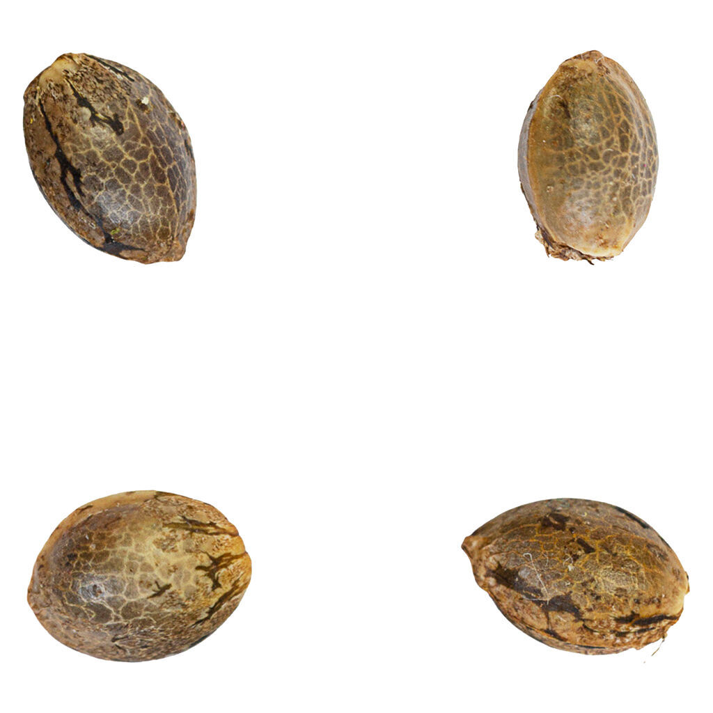 Black Zushi X Tbone Seeds