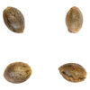 Tenbanger Seeds